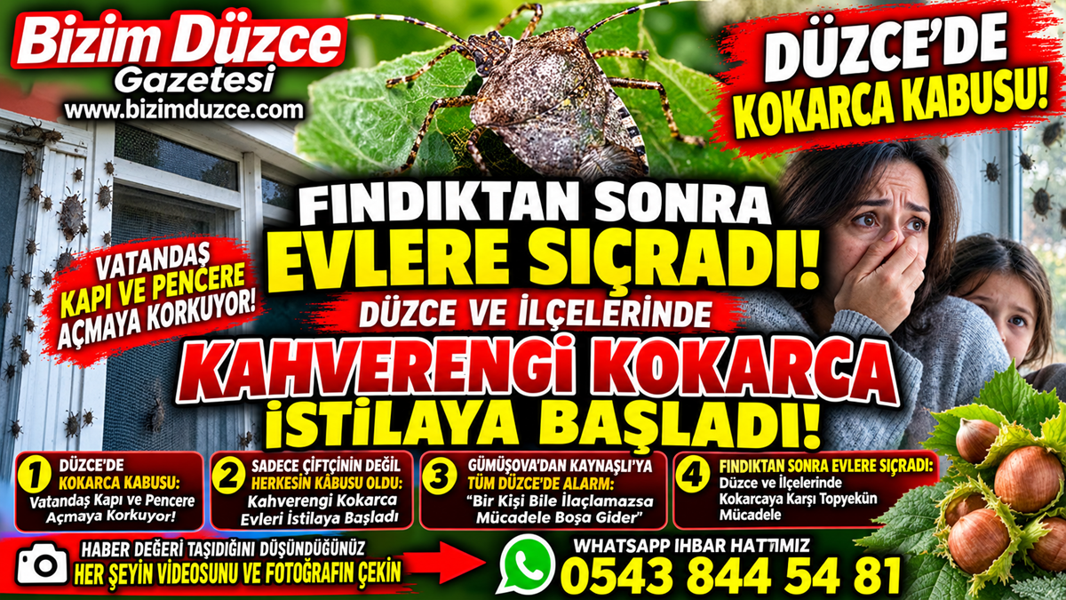 Kahverengi Kokarca Evlere Kadar Girmeye Basladi