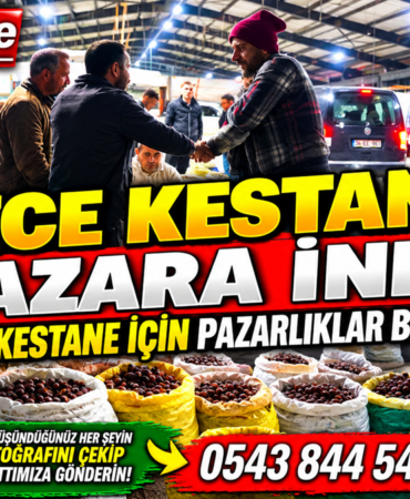 DÜZCE KESTANESİ PAZARA İNDİ: TOPTANCI PAZARINDA KIYASIYA PAZARLIKLAR BAŞLADI