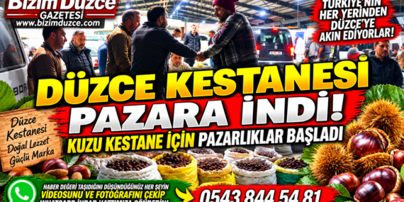 DÜZCE KESTANESİ PAZARA İNDİ: TOPTANCI PAZARINDA KIYASIYA PAZARLIKLAR BAŞLADI