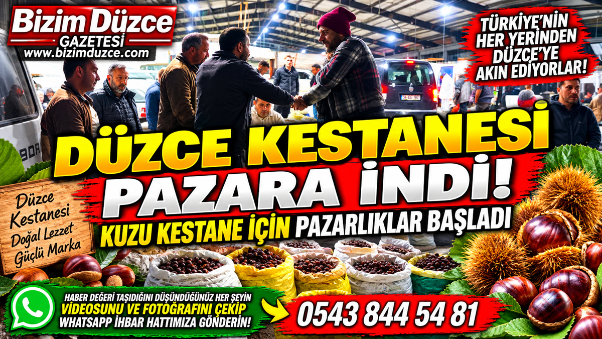 DÜZCE KESTANESİ PAZARA İNDİ: TOPTANCI PAZARINDA KIYASIYA PAZARLIKLAR BAŞLADI